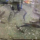 サーモン養殖事業